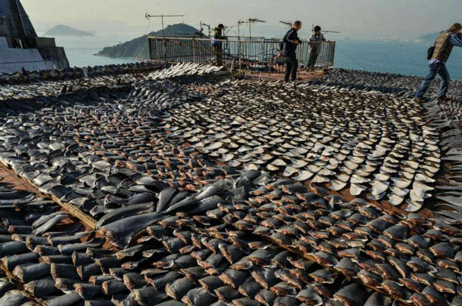 UE prohíbe amputación de las aletas de tiburones a bordo de los buques