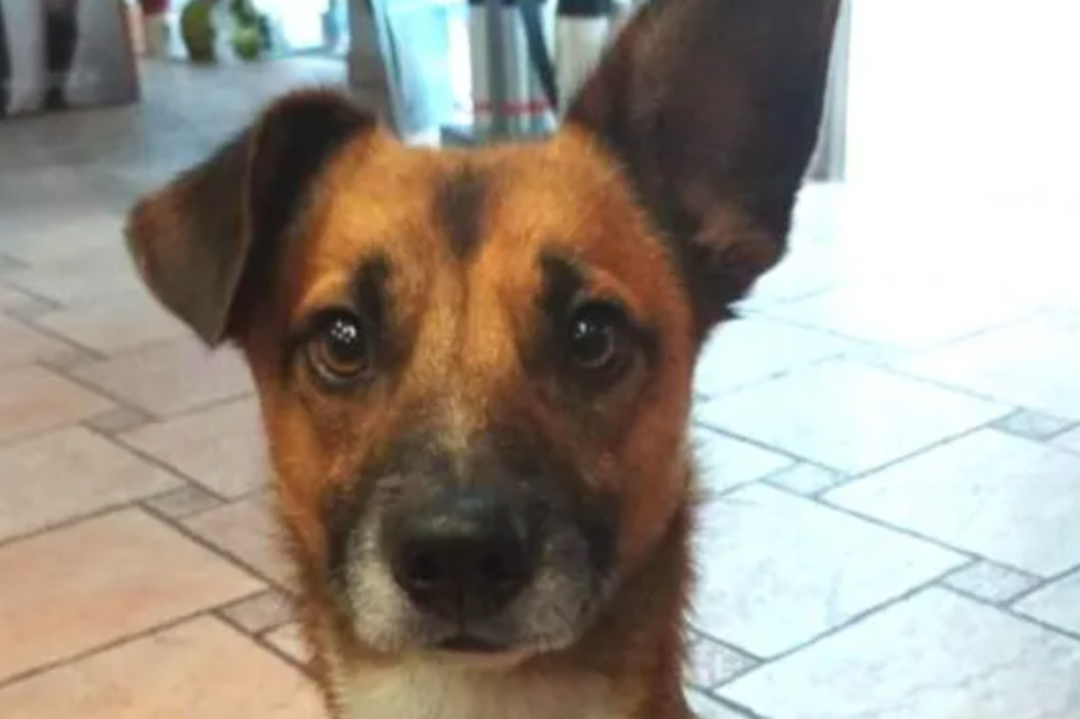 Les prohibieron llevar a su perro a su boda y esto fue lo que hicieron