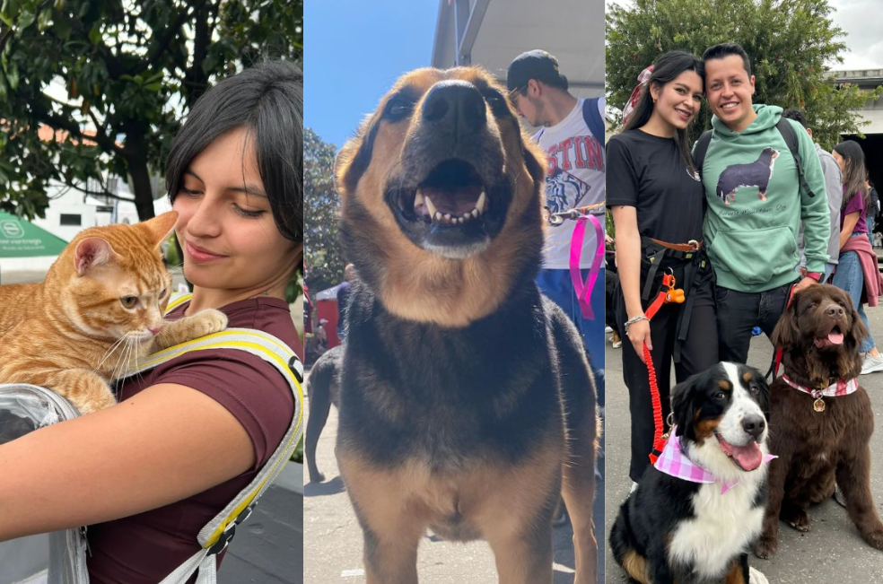 80 mascotas adoptadas y más de 60 mil visitantes: así le fue a Expopet 2024