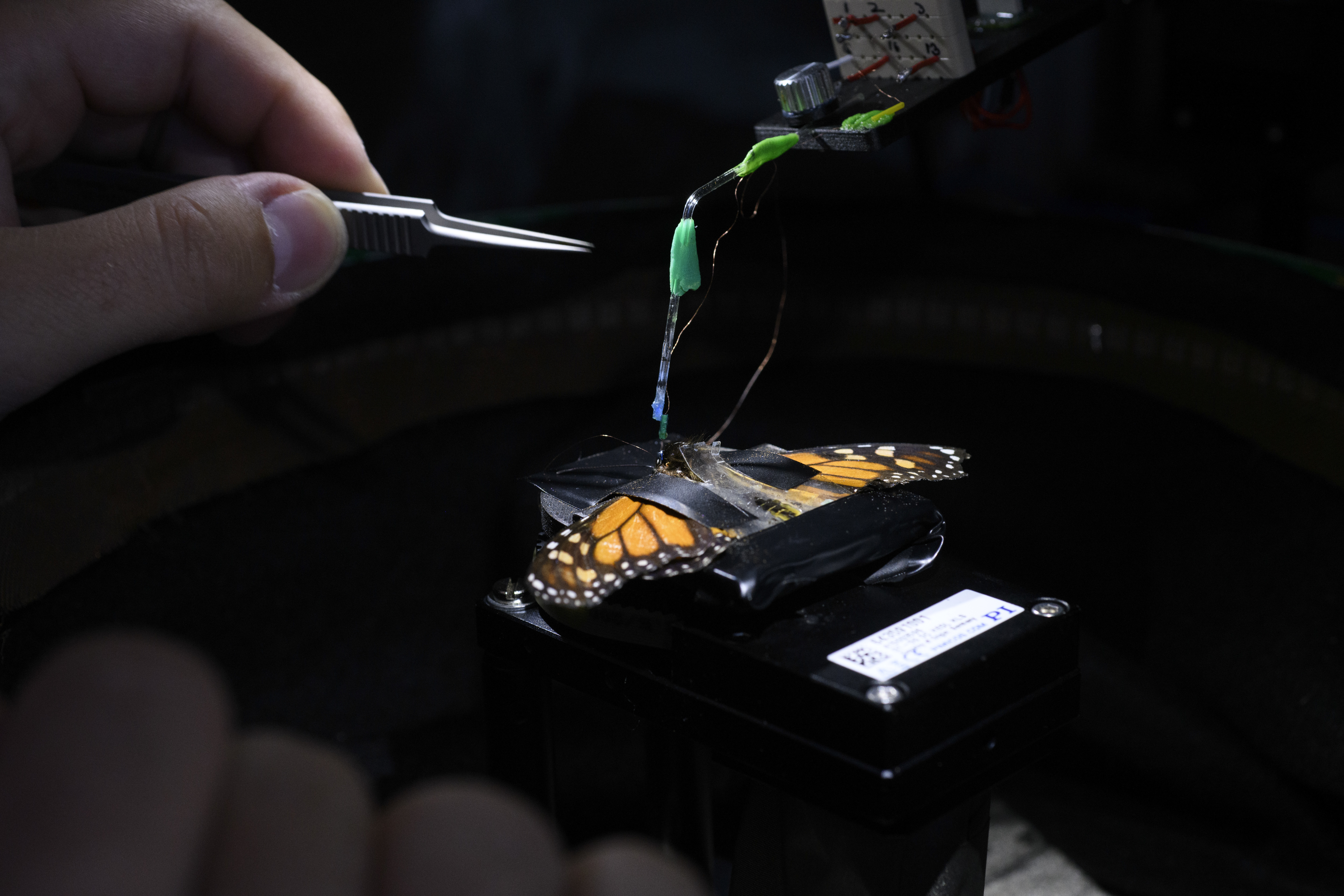 Estudiar el cerebro de una mariposa para resolver un misterio de los animales