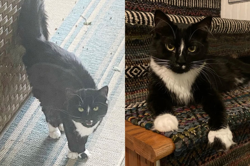 Gata estaba buscando dónde pasar la noche y termina encontrando su hogar soñado