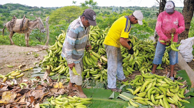 En las 141 subregiones identificadas por el DNP hay cadenas productivas que incluyen la producción agrícola.  / Gustavo Torrijos