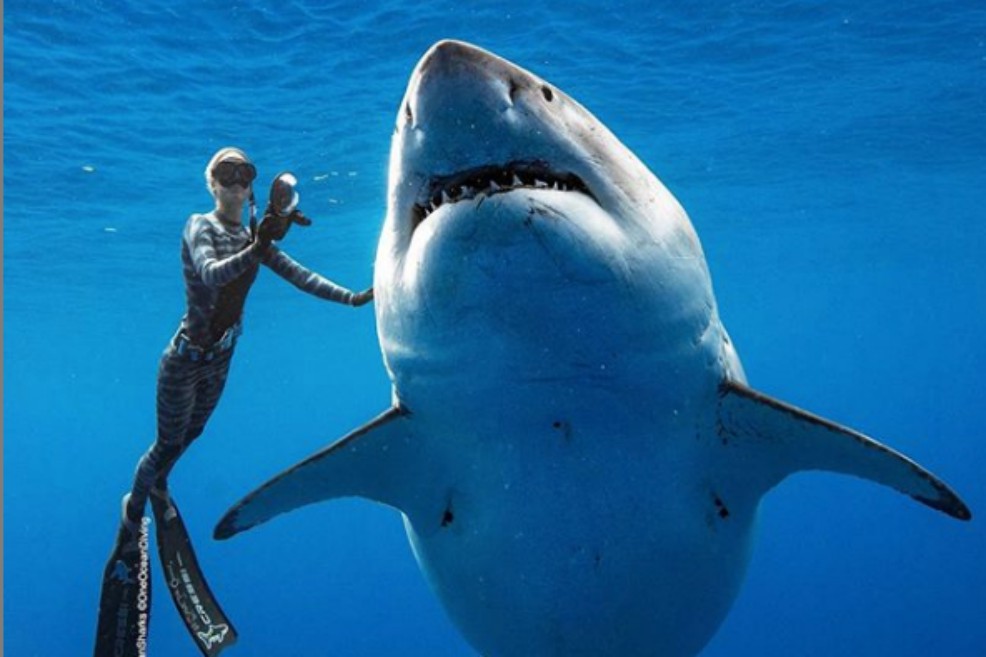La bióloga Ocean Ramsey junto al tiburón blanco.
/ oceanramsey