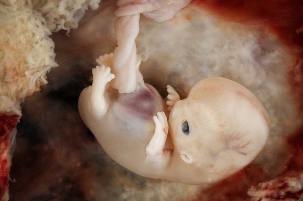 A estudiar los secretos de la placenta