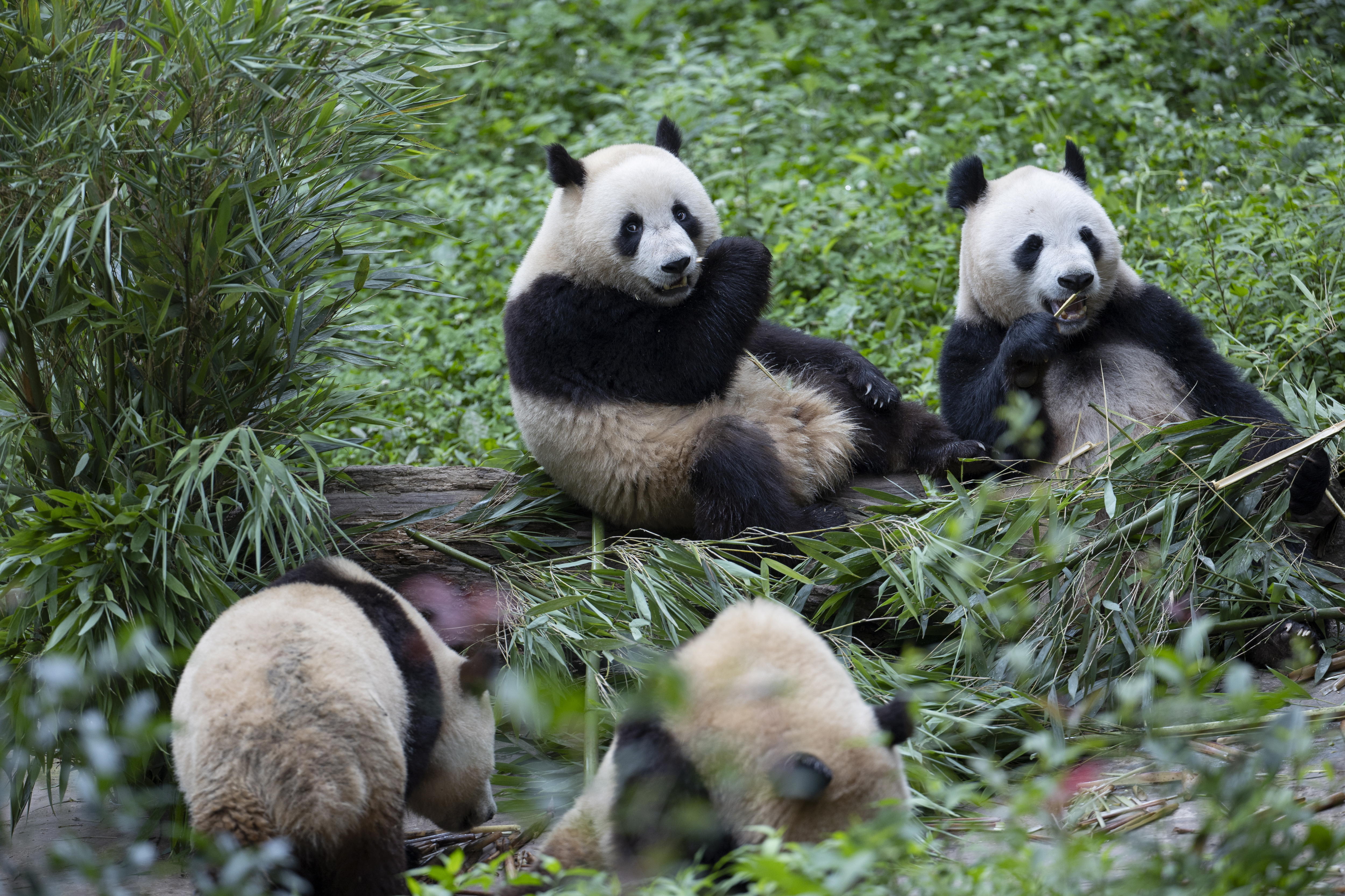 Pandas nacidos en el exterior ayudan a China a recuperar población silvestre
