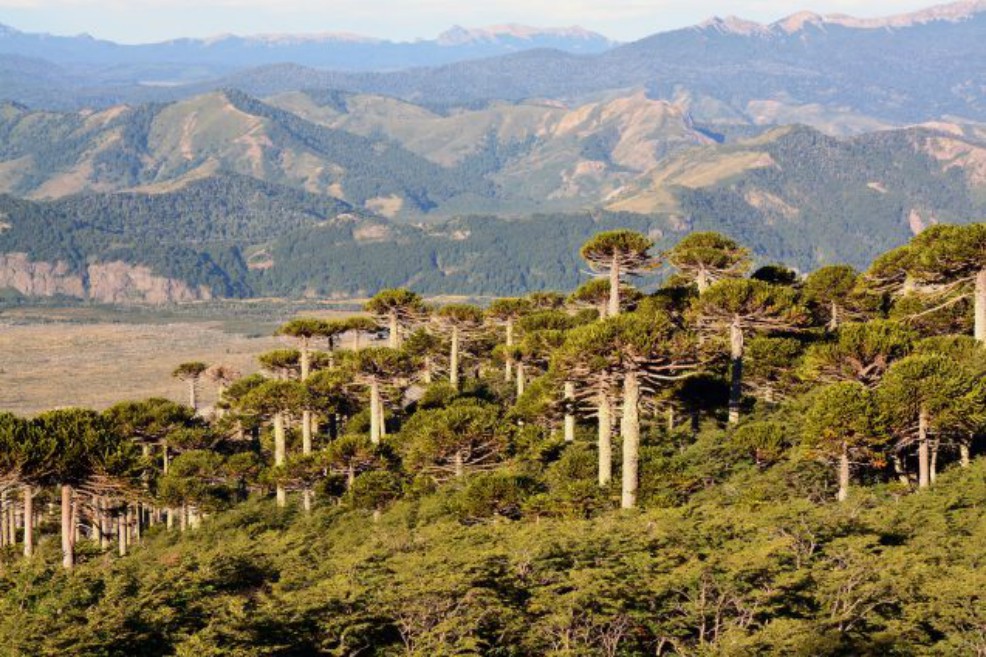 Árboles revelan cambios sin precedentes en el clima de Sudamérica