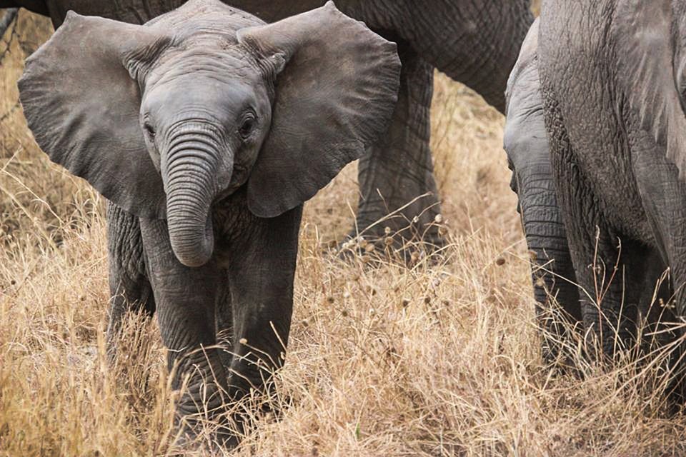 Murió una cría de elefante que fue salvada de una trampa en Indonesia