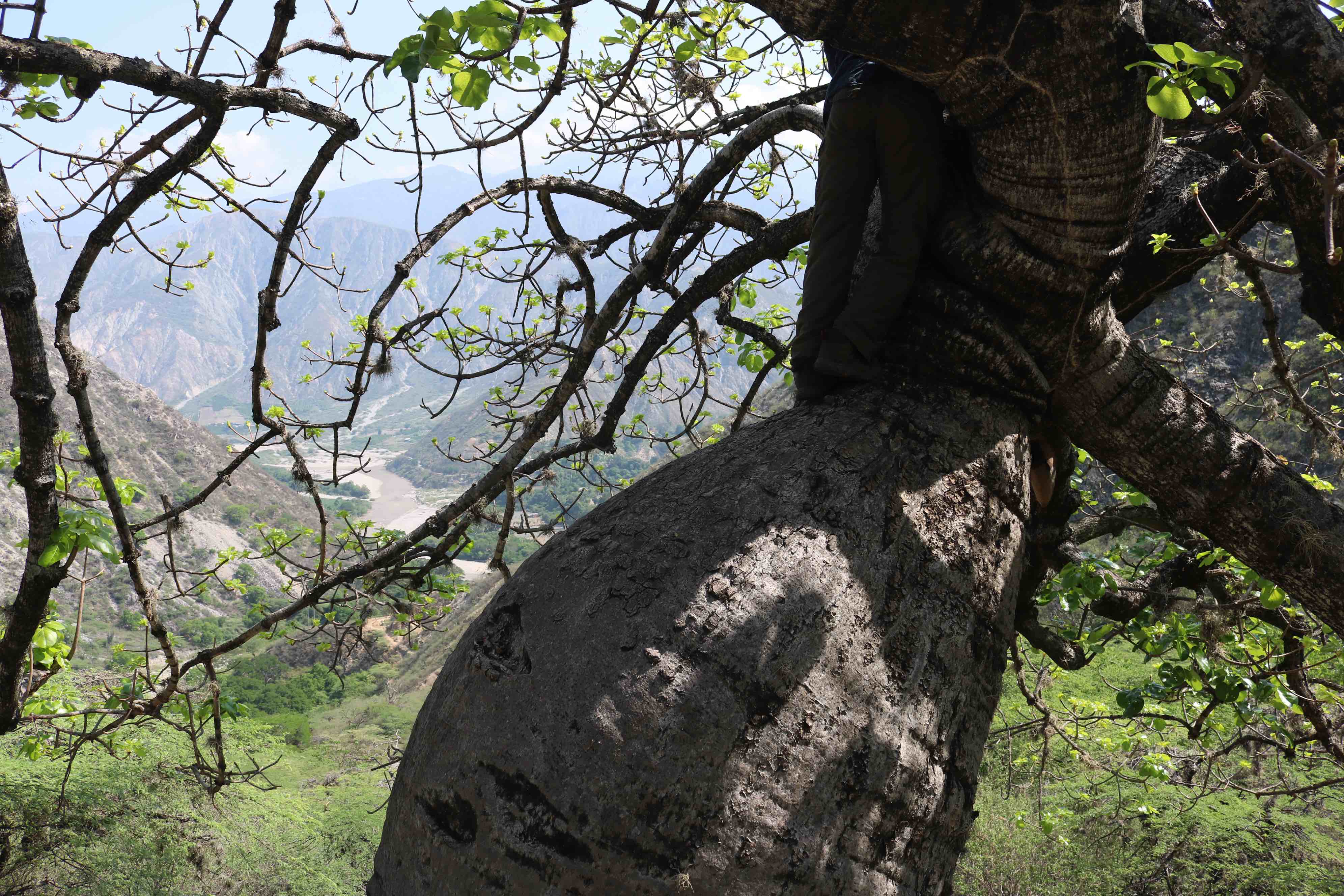 Ceiba barrigona