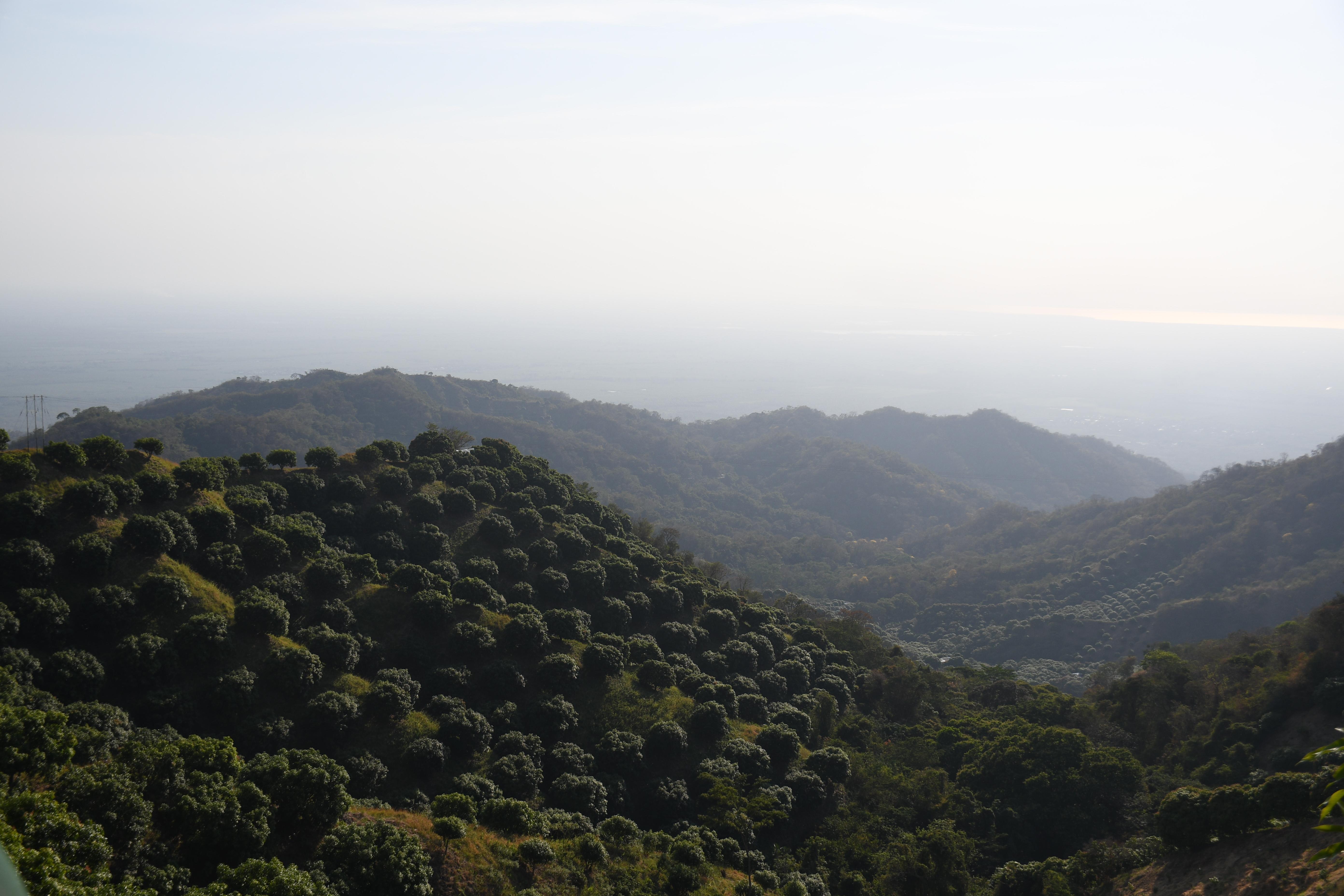 Cultivos de mango en la Sierra Nevada de Santa Marta.