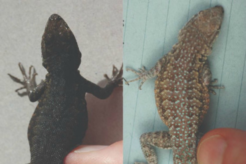 Estas lagartijas ayudaron a comprobar una teoría evolutiva propuesta hace 100 años