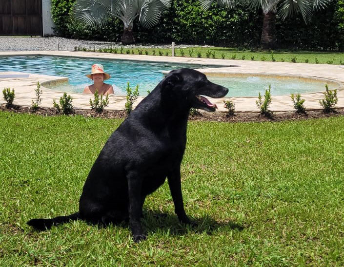 Adoptaron a Jacob, perro que perdió una de sus patas tras ser atropellado en Medellín