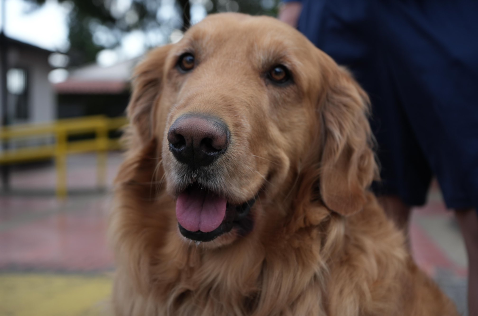 San Cristóbal cuida a sus animales prestando servicios de bienestar animal