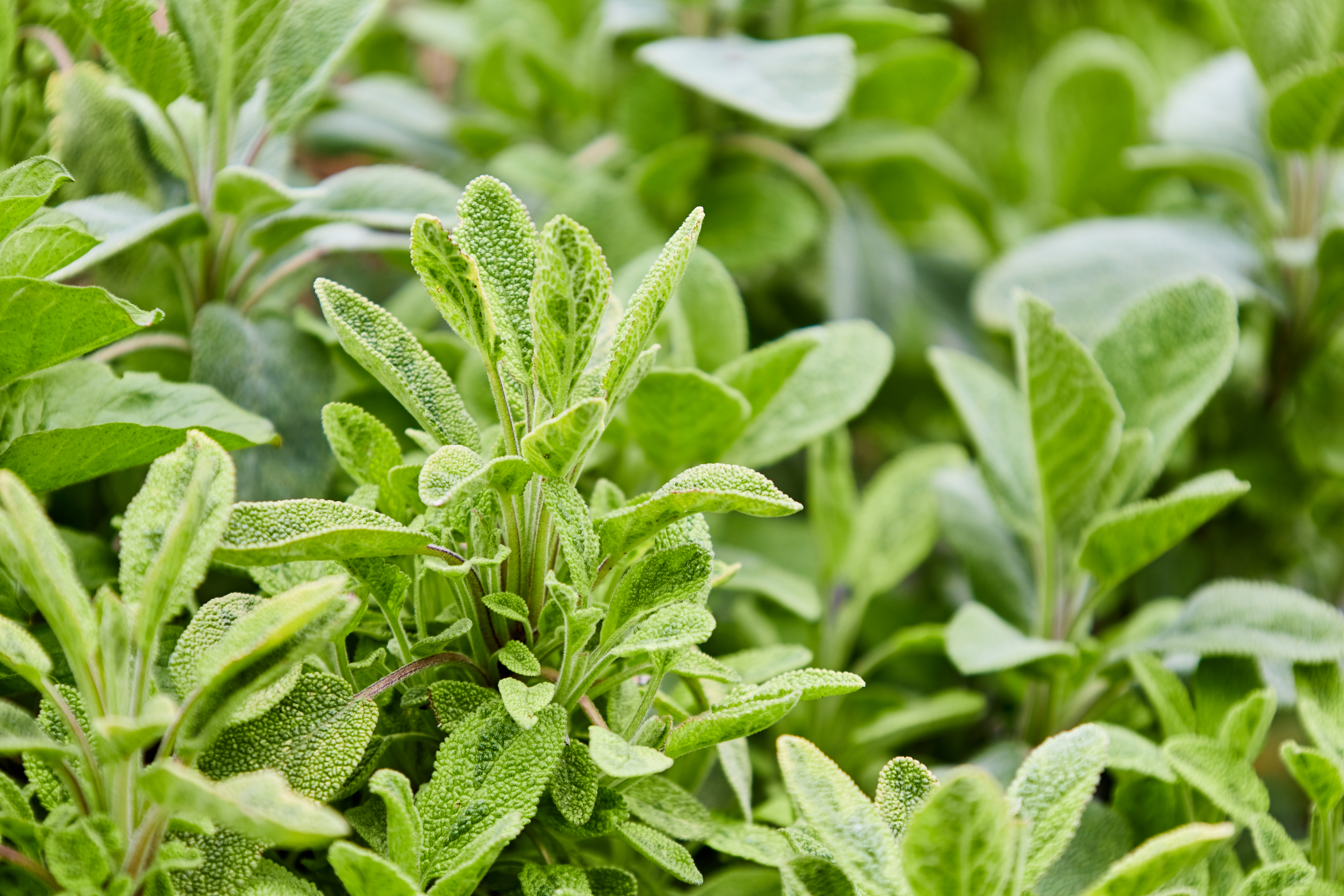 ¿Una planta con usos medicinales y de fácil cuidado?: la salvia llega al rescate