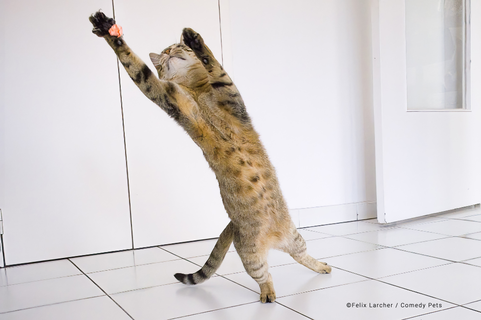 "Nos divertimos jugando con nuestro gato Bidule, ¡con un papel de balón!", escribió el fotógrafo sobre la imagen.