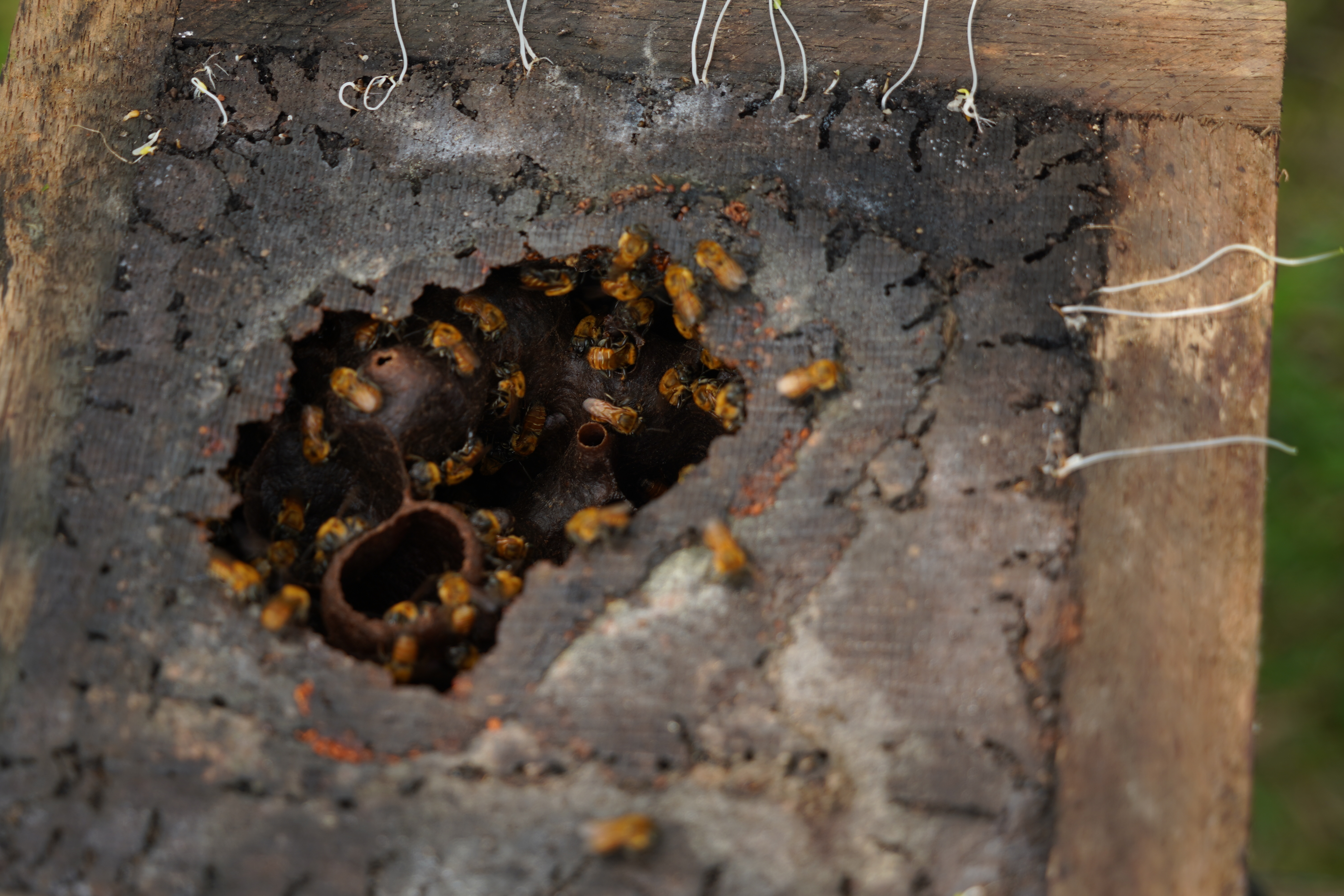 Ubency tiene entre sus colmenas seis especies de abejas meliponas diferentes.