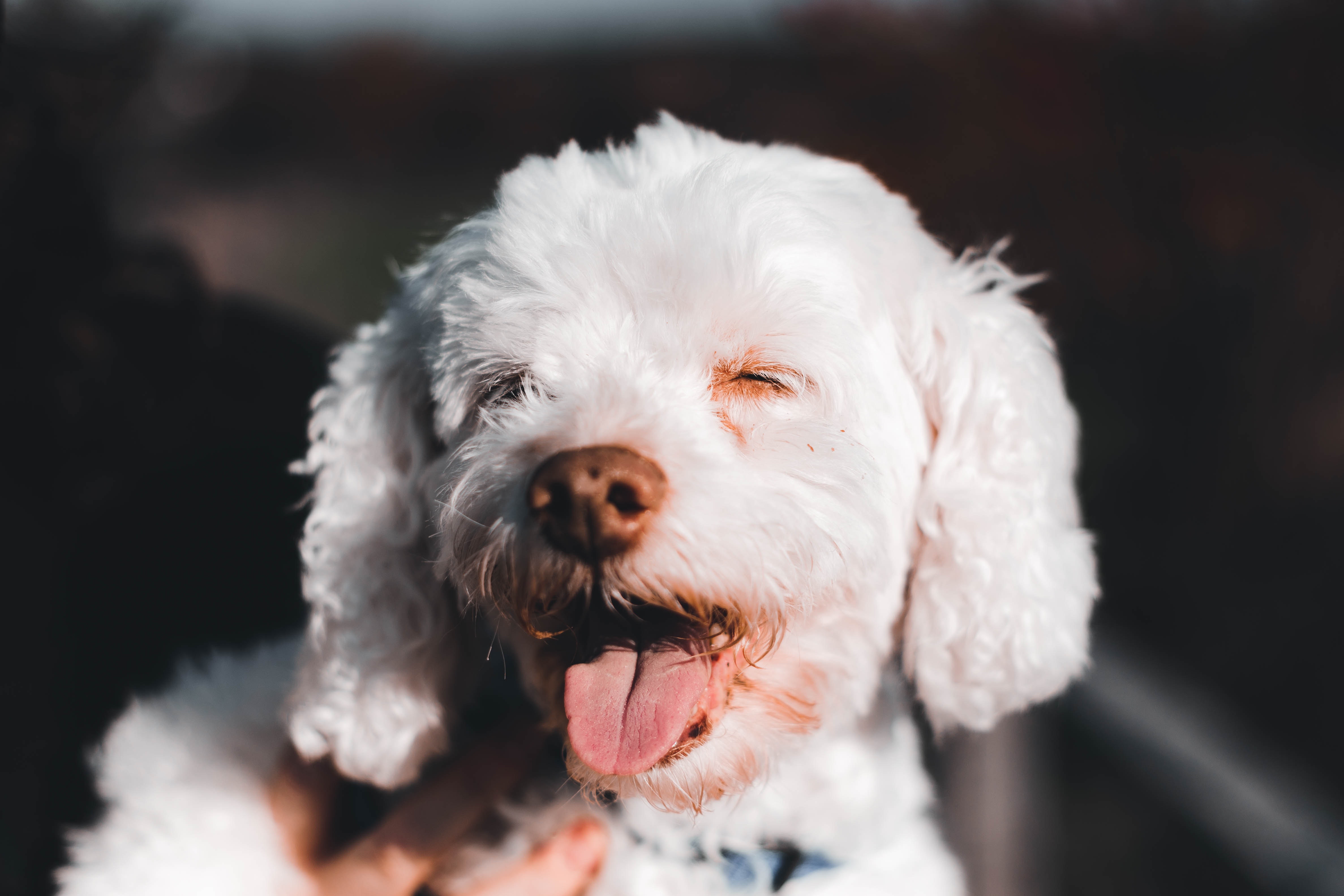 Perros albinos: características y cuidados de estas mascotas