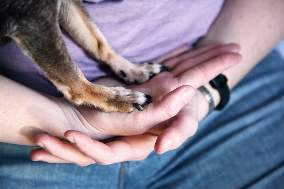 Migrante se reencuentra con su mascota después de que los separaran en Estados Unidos