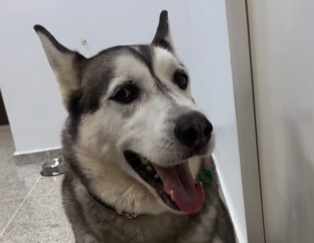 “Soy Apolo y me abandonaron en la veterinaria”: Este cariñoso Husky busca un hogar