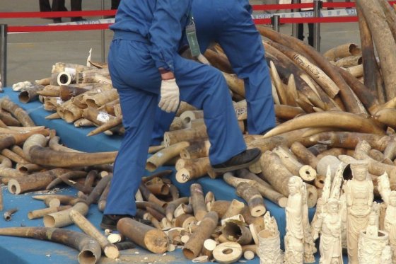 Singapur destruye 7,9 toneladas de marfil del contrabando