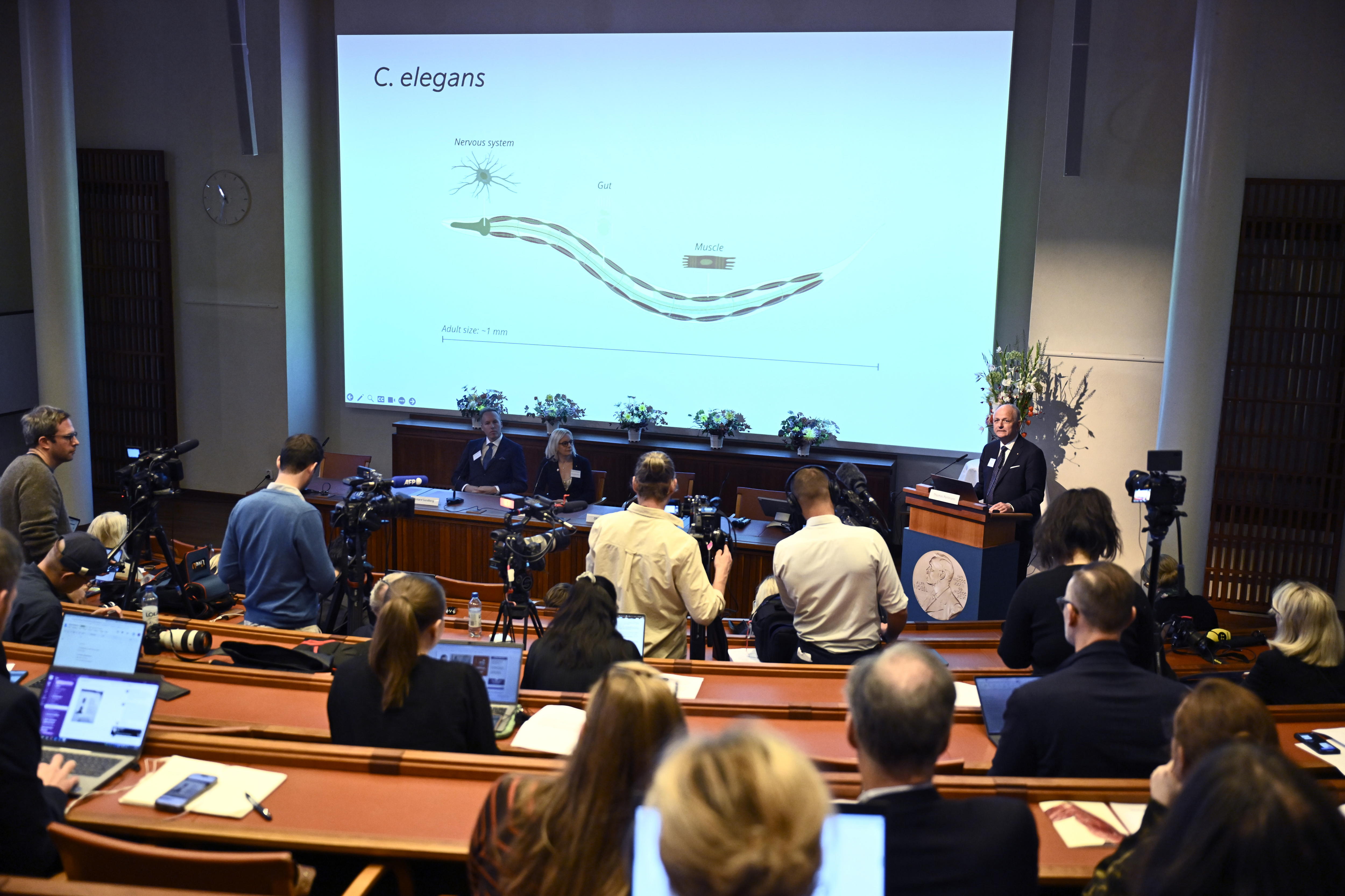 Así fue como el estudio de un gusano llevó a dos científicos a ganar el Nobel de Medicina