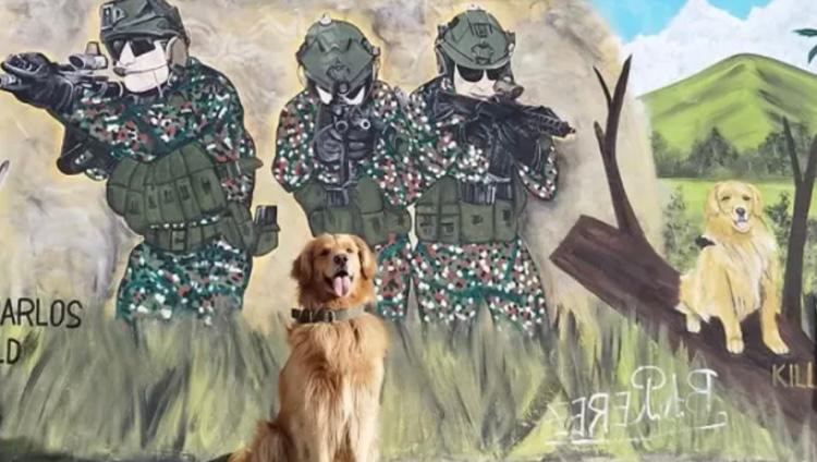 Killer, el perro antinarcóticos del Ejército, se encuentra bajo amenaza de muerte