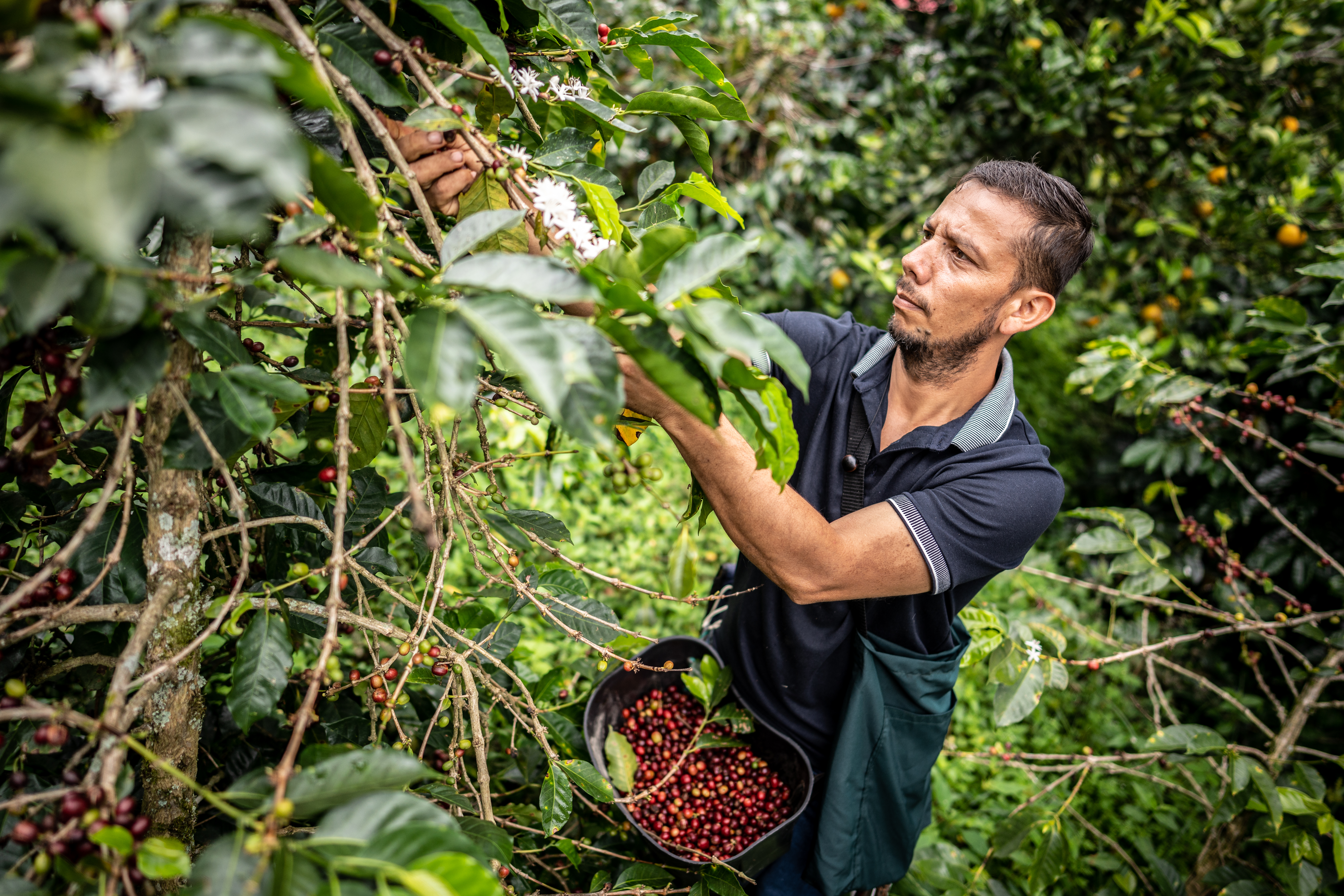 Agro colombiano en EE. UU.: lo que le espera al sector con los aranceles de Trump