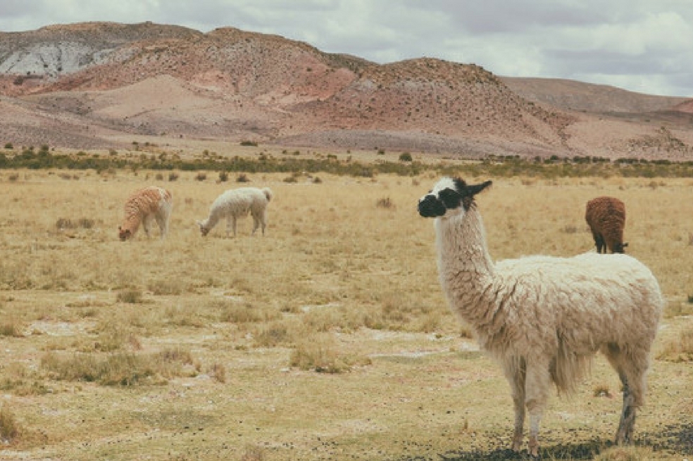 ¿Por qué la biodiversidad es mayor en ciertas regiones del mundo que en otras?