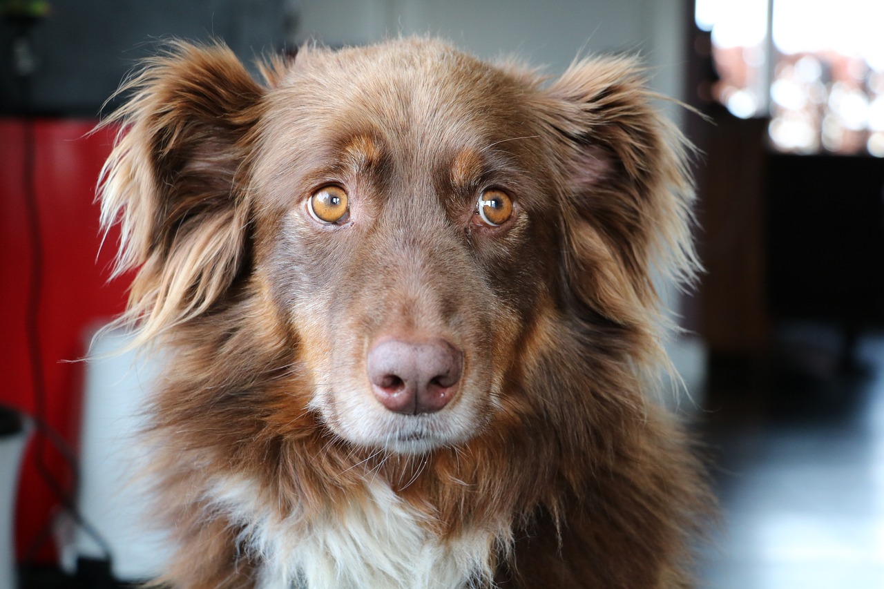 ¿Por qué los perros se montan en piernas o peluches y cómo evitar que lo hagan?
