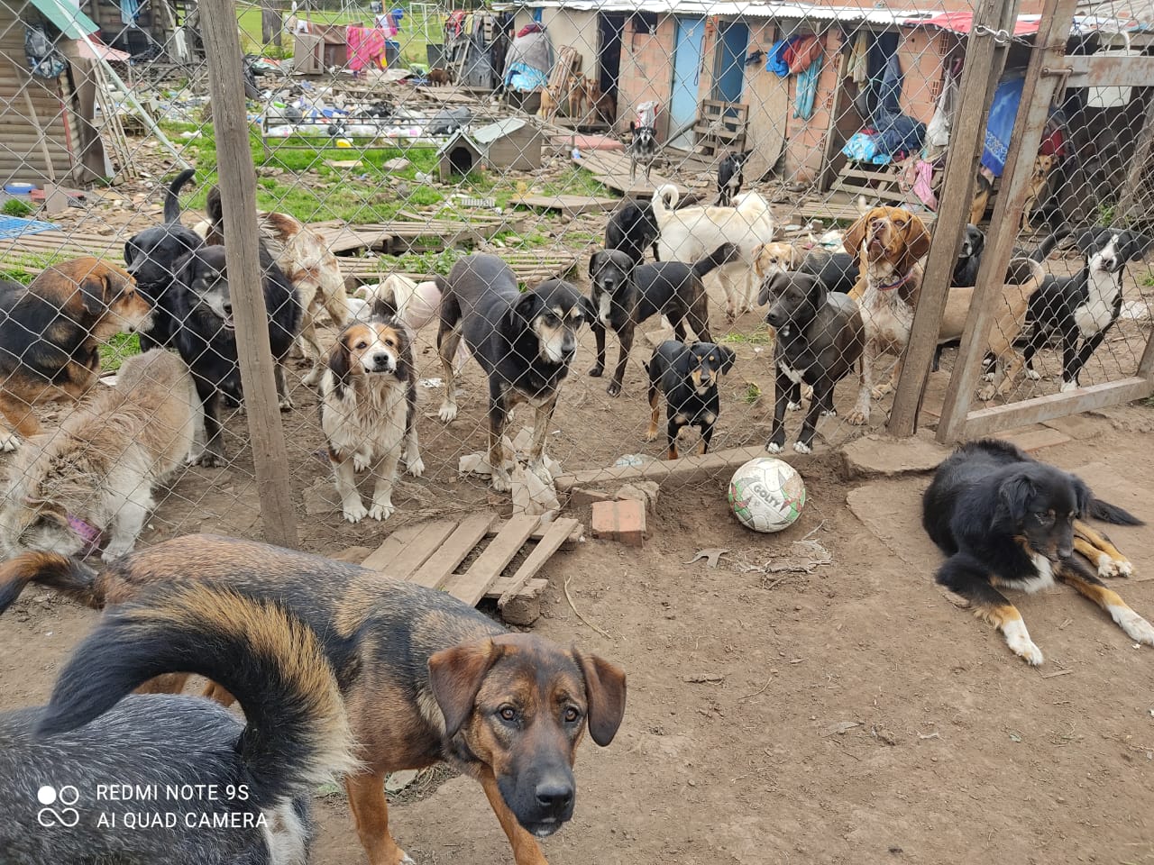 Fundación Rufo salvando vidas: más de 130 perros necesitan su ayuda en navidad