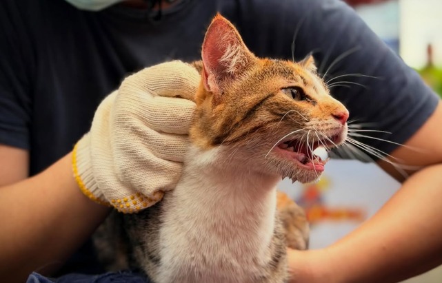 Emotivos rescates de perros y gatos tras los terremotos en Venezuela: historias de esperanza