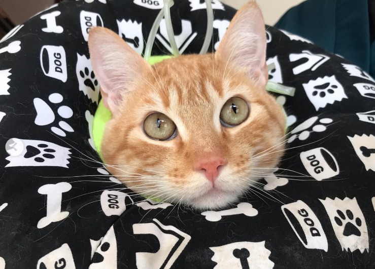 Sr. Bigotes, el gato enfermo que llegó solo a una veterinaria en busca de ayuda