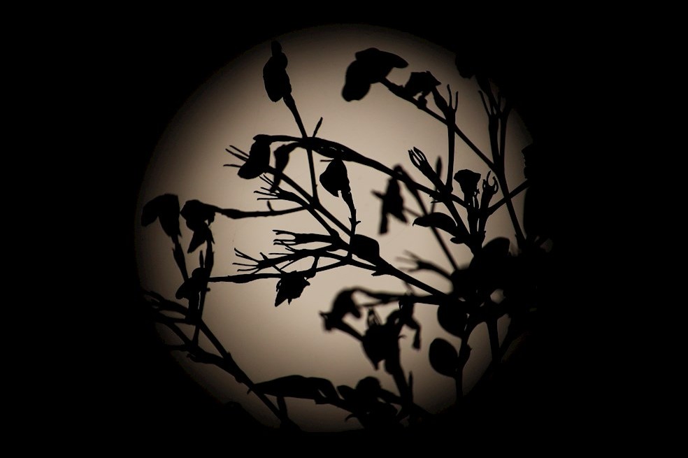 Así se vio la superluna en Chile.