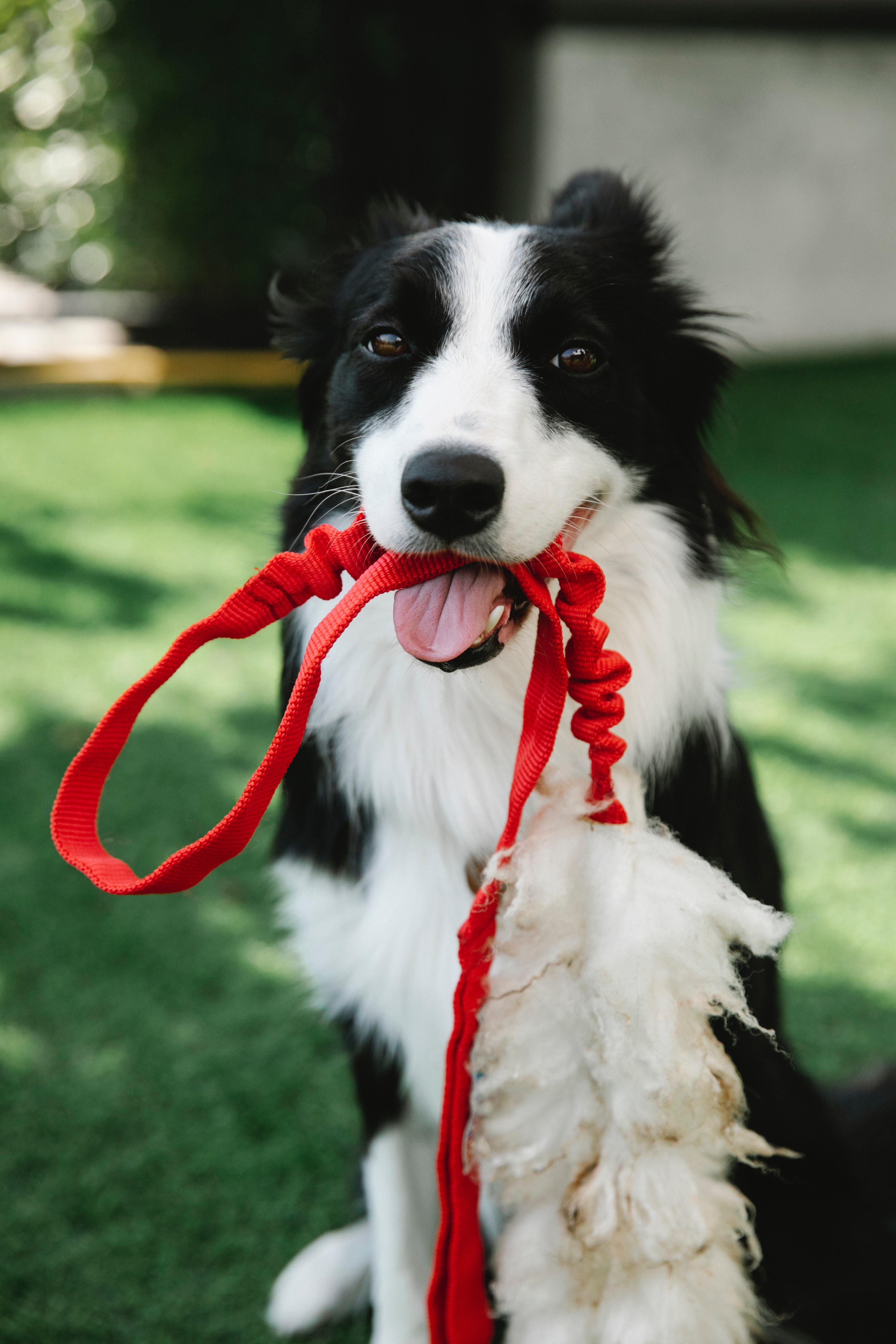 Border collie