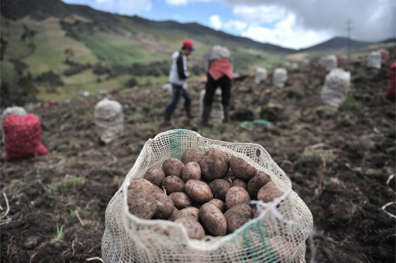 FAO difunde pautas para que países elaboren nuevos censos agrícolas
