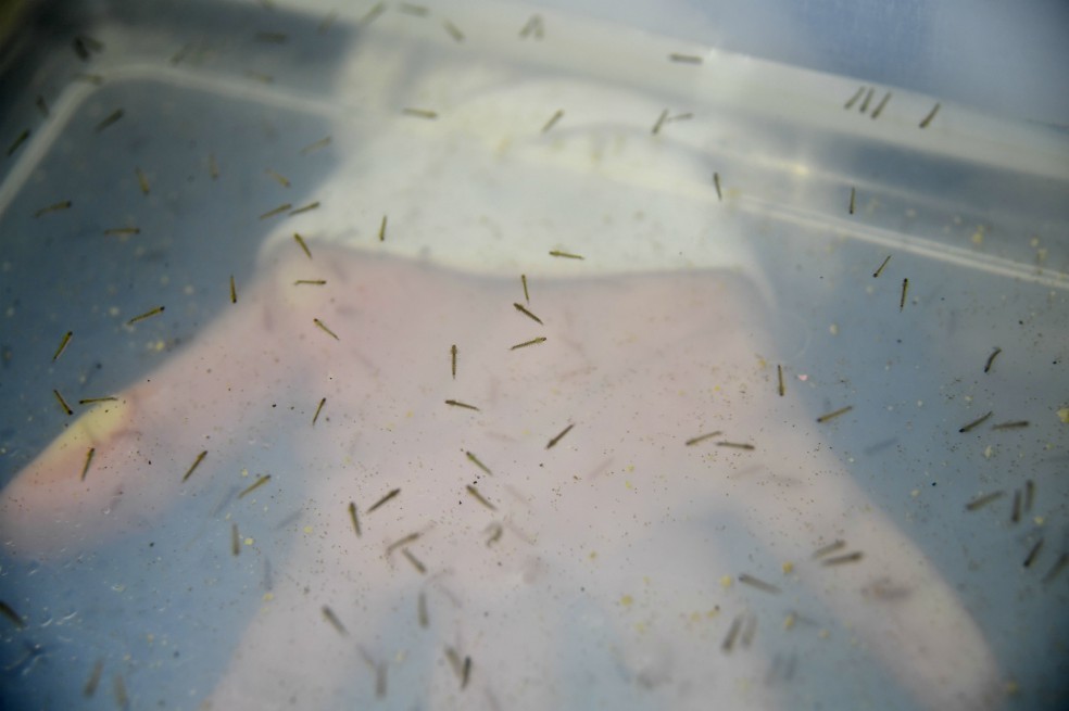 Un nuevo mosquito podría transmitir la malaria, pero hay razones para no alarmarse
