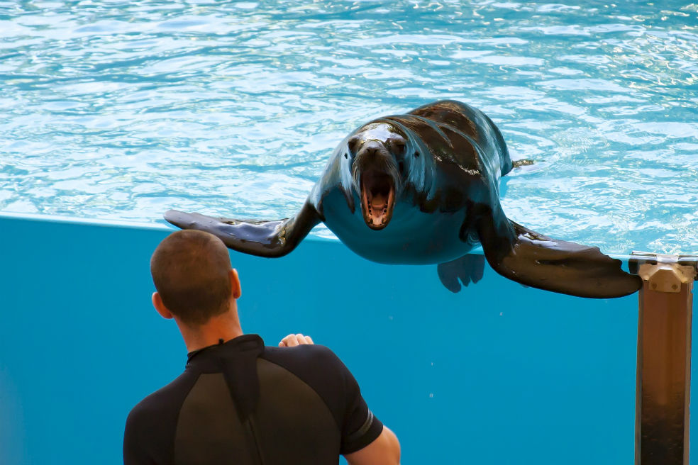 Alegría en la playa de Piangüita por la visita de un león marino