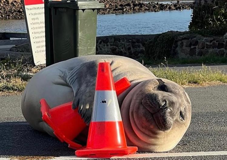 Neil, el elefante marino que es un fenómeno viral en Australia por bloquear calles