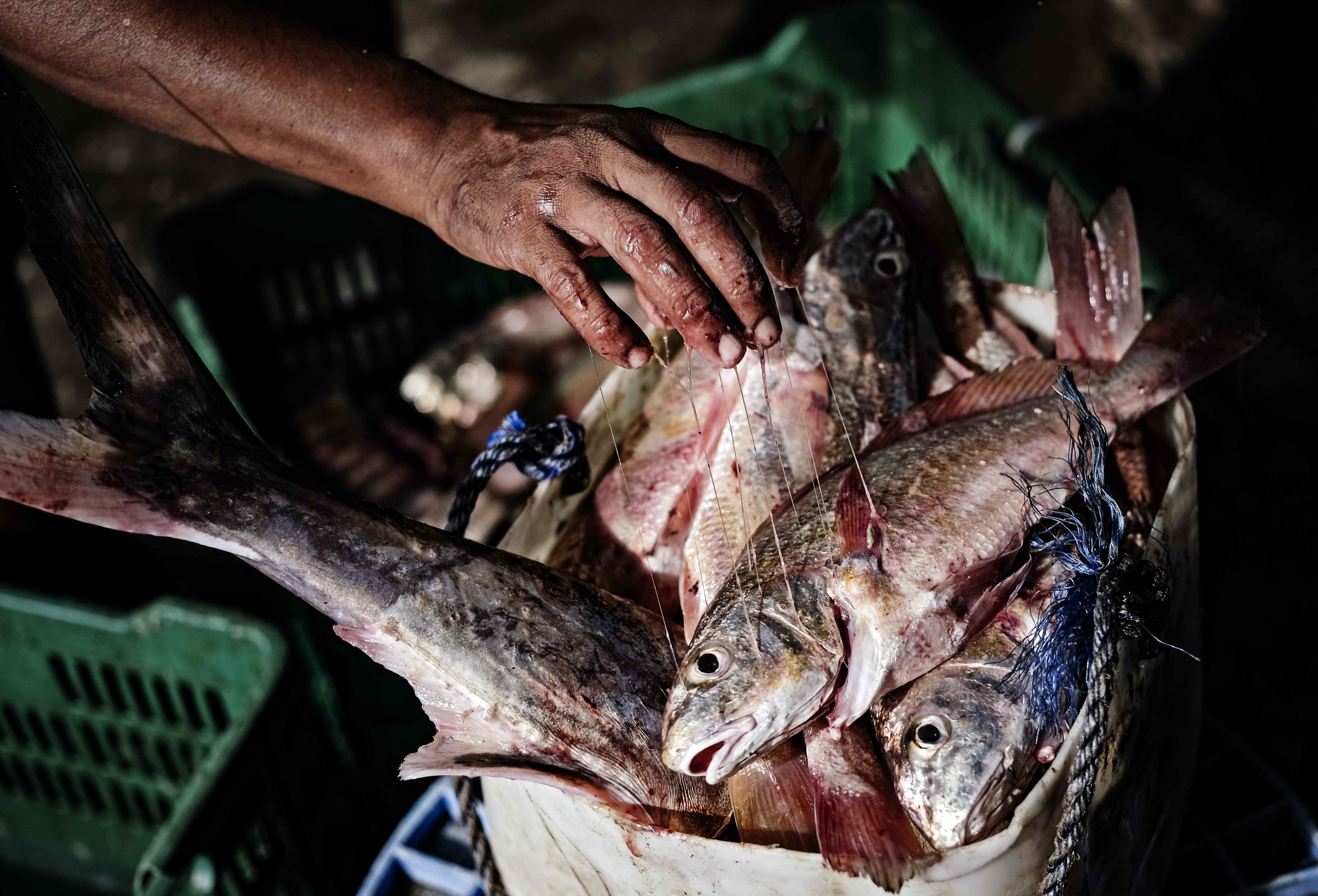 El pescado en Semana Santa más allá de la tradición: así va el sector en Colombia