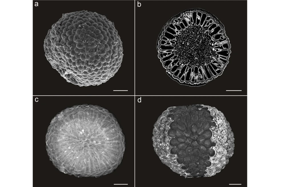 Las plantas evolucionaron antes de lo que pensábamos