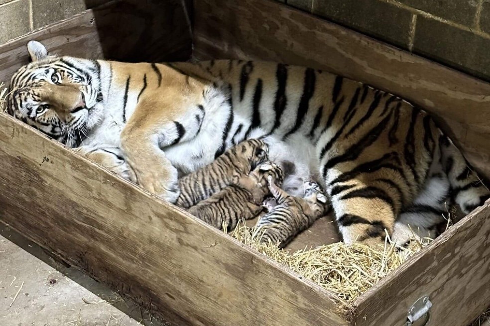 Emotivo video: tres cachorros de tigre Amur nacieron en un zoológico de EE. UU.