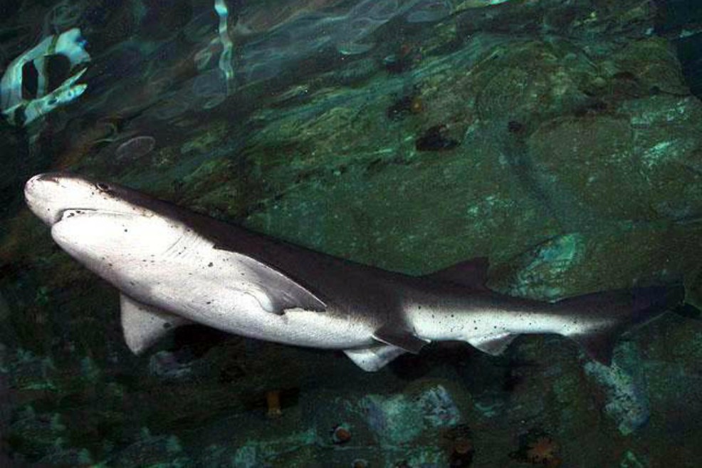 Observan dos nuevas variedades de tiburón en Galápagos