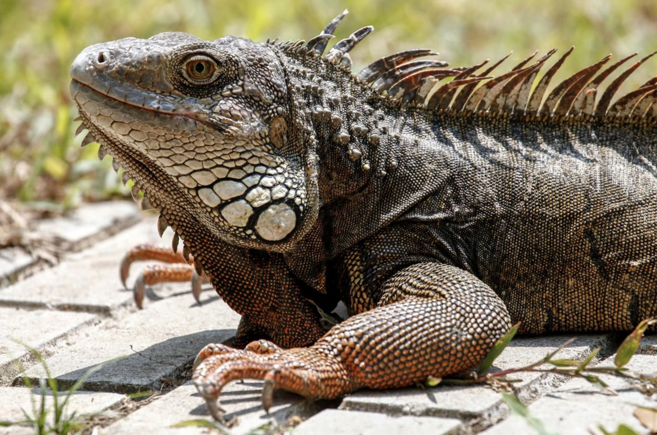 Intentaron llevarse una iguana del humedal El Retiro en Cali y la comunidad lo impidió