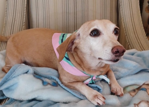 Hombre ciego se reúne con su perro de apoyo tras dos meses perdido: “Es mi mundo”