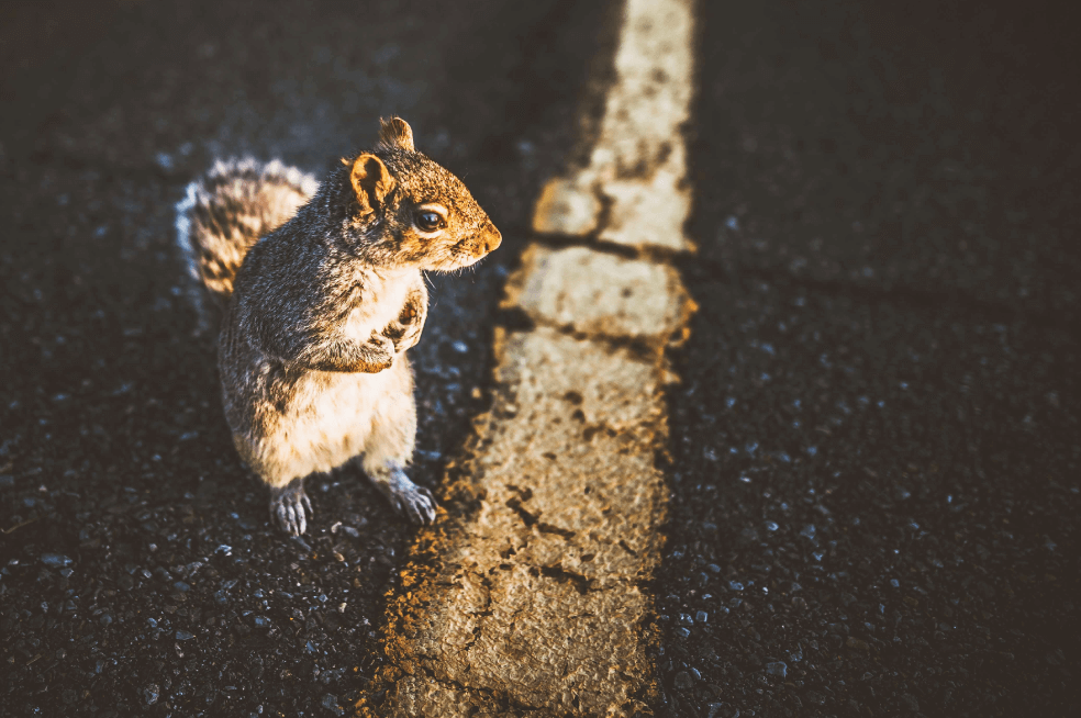 Zarigüeyas y ardillas, los animales que más estrellan los conductores