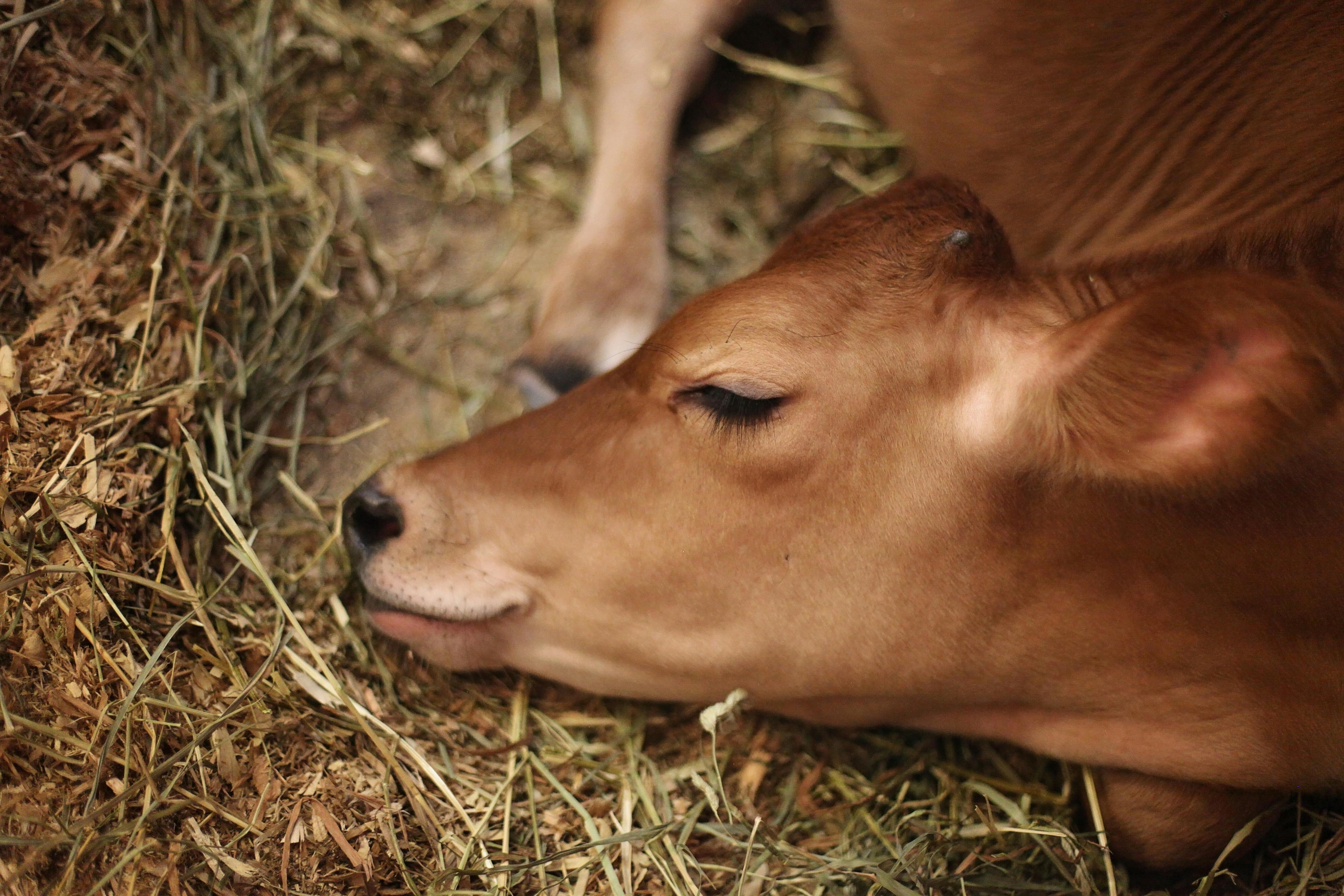 ¿Cuánto dura el embarazo de una vaca?