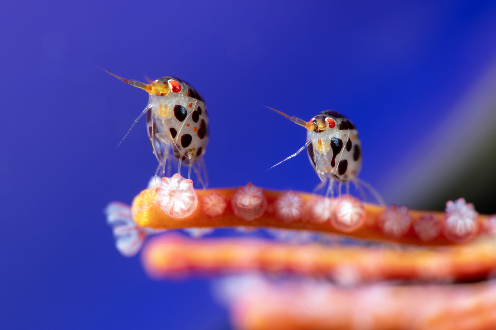 Estas son las fotografías ganadoras del premio Ocean Photographer of the Year.