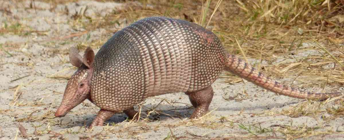 Soñar con un armadillo: descubre el significado oculto
