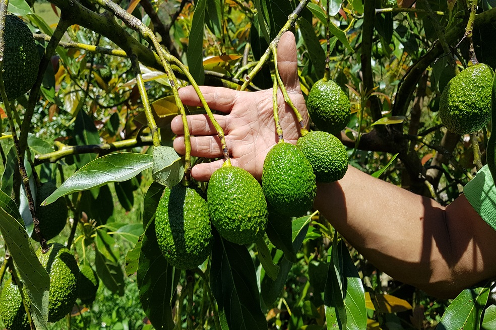Aguacate hass, una alternativa para los cultivos ilícitos y la escasez de mano de obra