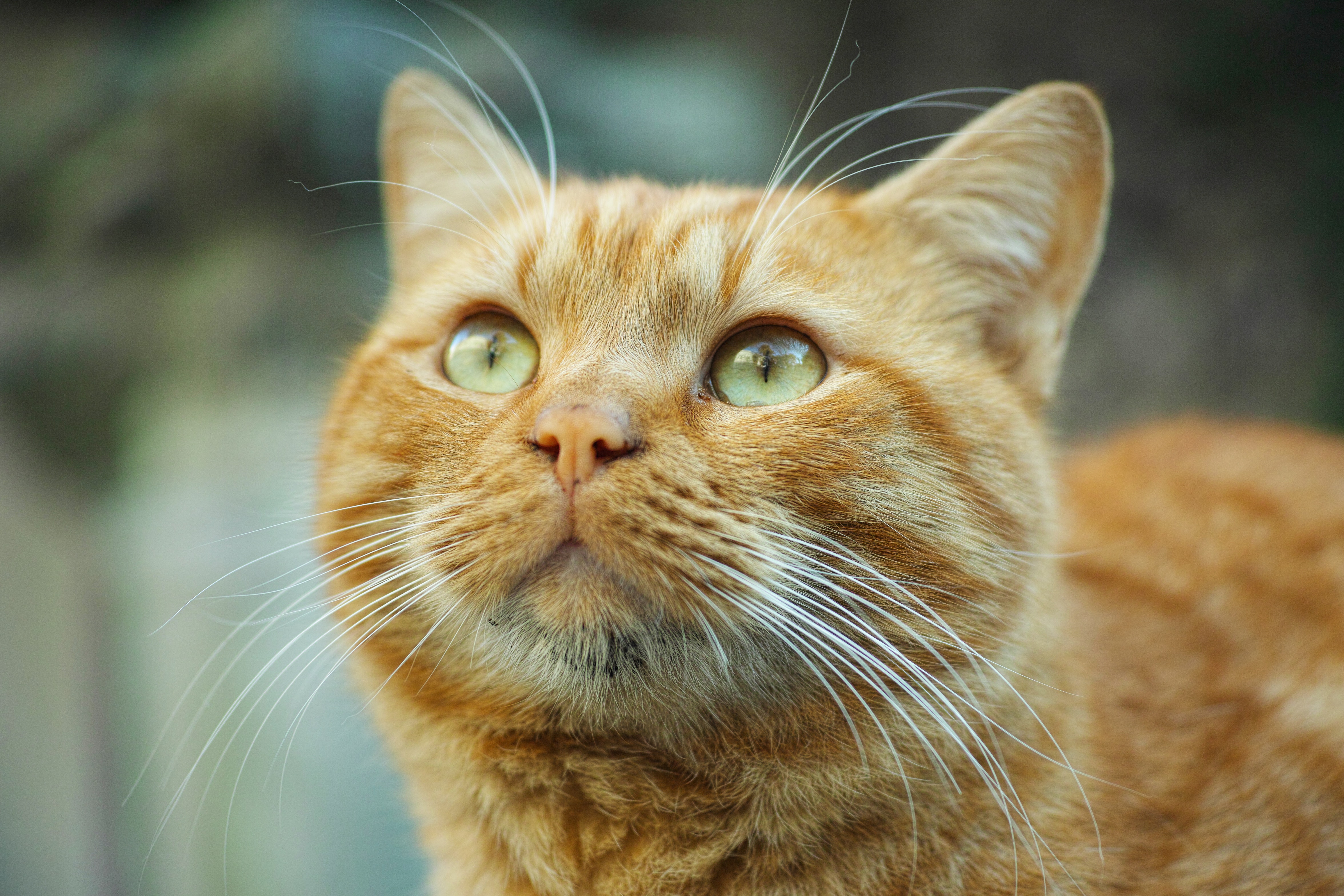 Gatos naranjas ¿qué raza de gatos son