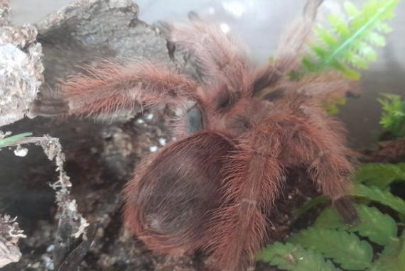 Encuentran 172 tarántulas, un escorpión y una serpiente en una casa en Argentina